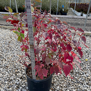 CORNUS SER BAILEYI