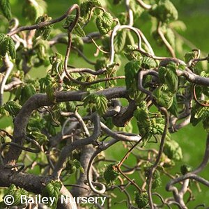 CORYLUS AVE CONTORTA