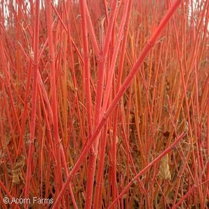 CORNUS SER CARDINAL