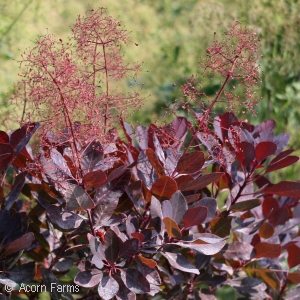 COTINUS COG VELVET CLOAK