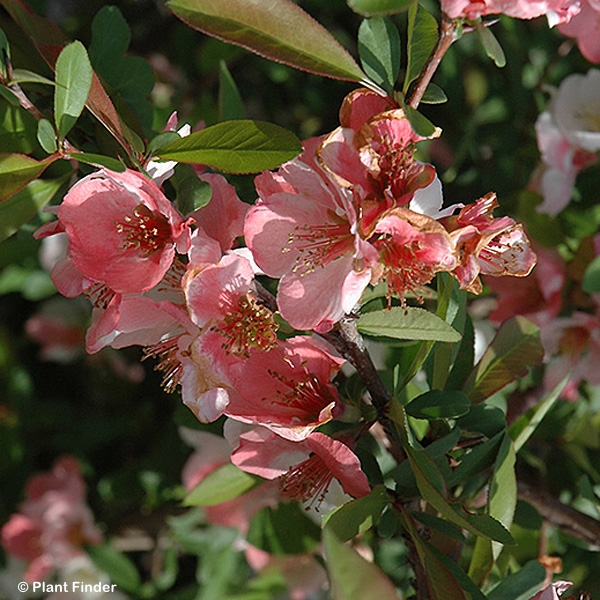 CHAENOMELES SPE TOYO NISHIKI