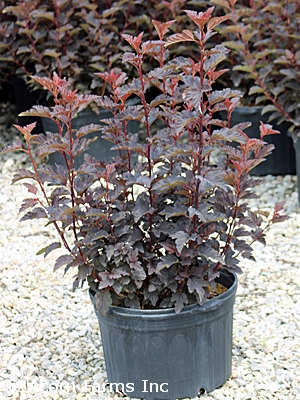 PHYSOCARPUS OPU FIRESIDE