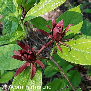 CALYCANTHUS FLORIDUS