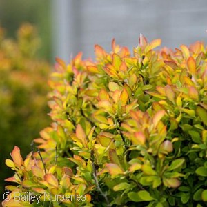 BERBERIS THU LIMONCELLO