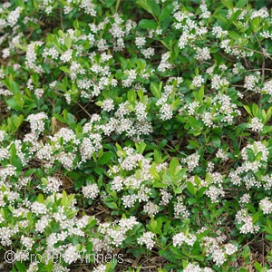 ARONIA MEL GROUND HOG