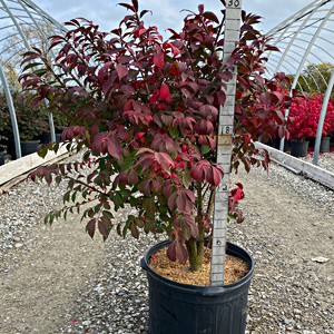 EUONYMUS ALA COMPACTUS