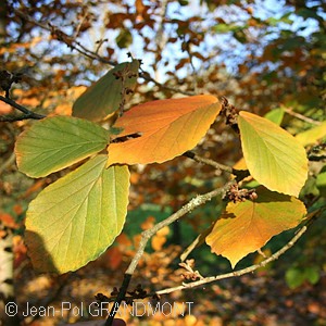 HAMAMELIS MOLLIS