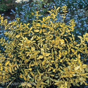 EUONYMUS FOR BLONDY