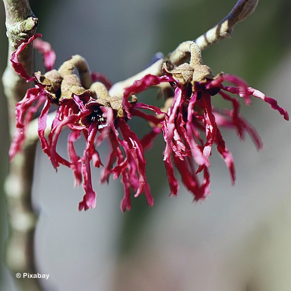 HAMAMELIS AMETHYST