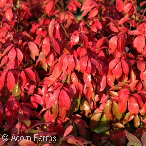 EUONYMUS ALA LITTLE MOSES