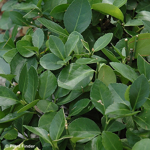 EUONYMUS KIA MANHATTAN