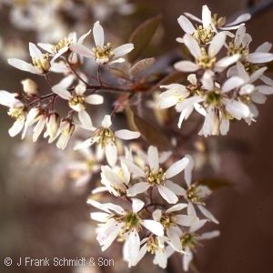 AMELANCHIER GRA COLES SELECT