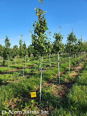 AMELANCHIER GRA ROBIN HILL