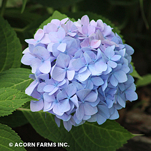 HYDRANGEA MAC NANTUCKET BLUE