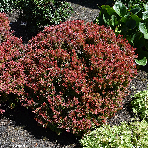 BERBERIS THU GOLDEN RUBY