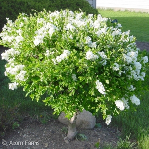 EXOCHORDA MAC THE BRIDE