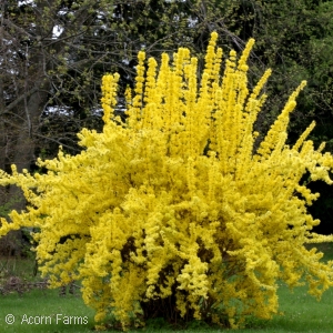 FORSYTHIA INT LYNWOOD GOLD