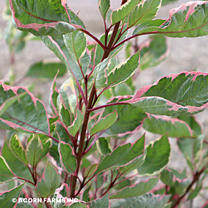 CORNUS ALBA SGT PEPPER