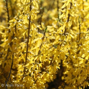 FORSYTHIA SHOW OFF STARLET