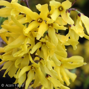 FORSYTHIA SUSPENSA