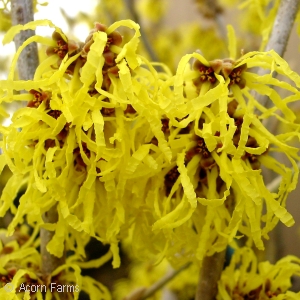 HAMAMELIS VERNALIS