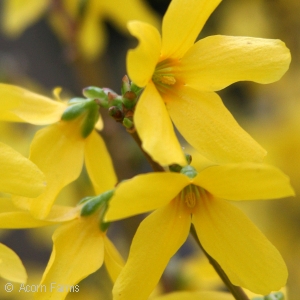 FORSYTHIA INT FIESTA