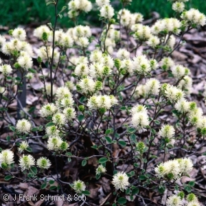 FOTHERGILLA GARDENII