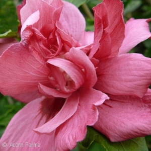 HIBISCUS SYR LUCY