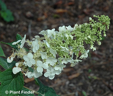 HYDRANGEA QUE ELLEN HUFF