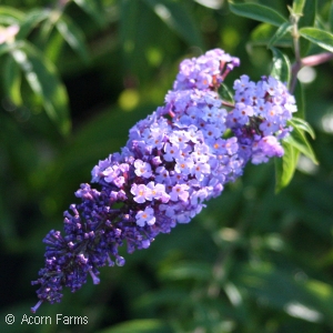 BUDDLEIA DAV NANHO BLUE