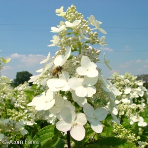 HYDRANGEA PAN TARDIVA