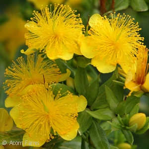 HYPERICUM KALMIANUM AMES