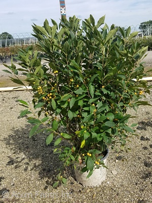 ILEX VER BERRY HEAVY GOLD