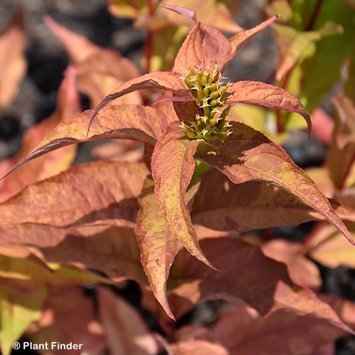 DIERVILLA KODIAK SPICED