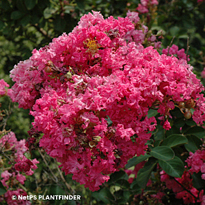 LAGERSTROEMIA TONTO
