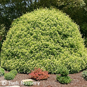 OSMANTHUS HET GOSHIKI