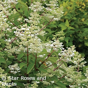 HYDRANGEA PAN FIRE AND ICE