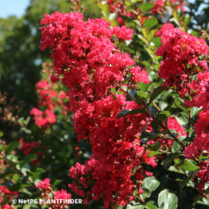 LAGERSTROEMIA BELLINI RASPBRRY
