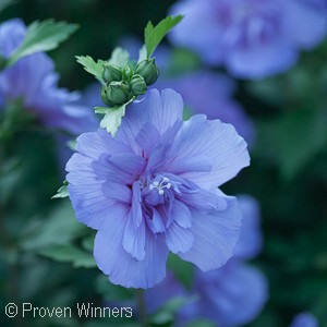 HIBISCUS SYR BLUE CHIFFON