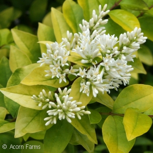 LIGUSTRUM VICARYI