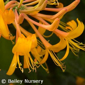 LONICERA MANDARIN