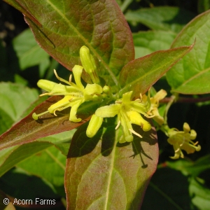 DIERVILLA LONICERA