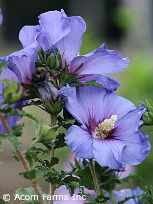 HIBISCUS SYR AZURRI BLUE SATIN