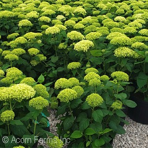 HYDRANGEA ARB ANNABELLE
