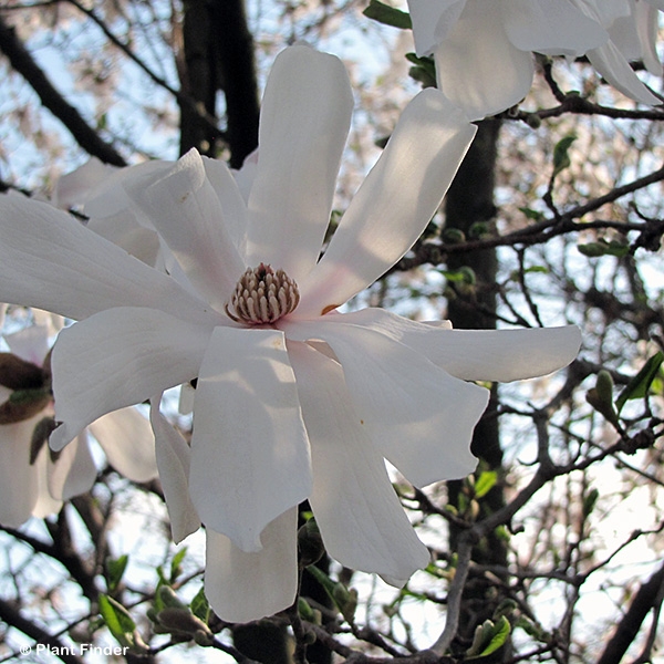 MAGNOLIA STE WATERLILY