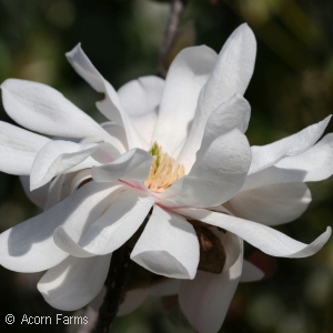 MAGNOLIA STE ROYAL STAR