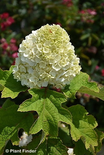 HYDRANGEA QUE GATSBY MOON