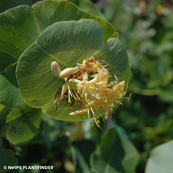 LONICERA RET KINTZLEYS GHOST
