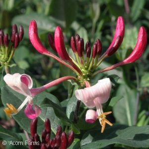 LONICERA PER PEACHES AND CREAM