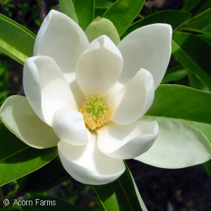 Magnolia virginiana - Sweetbay Magnolia - Pennsyvania native tree